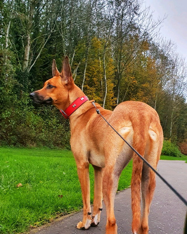 belgian malinois for sale gumtree